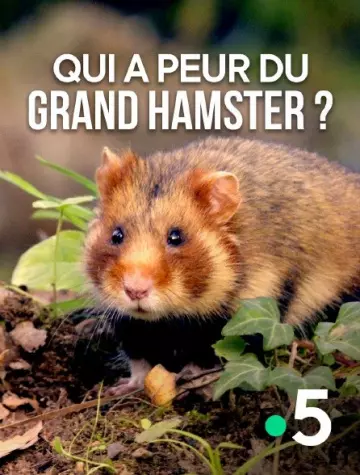 Qui a peur du grand hamster ?