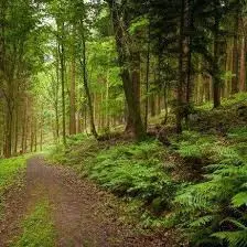 Un monde sans forêts